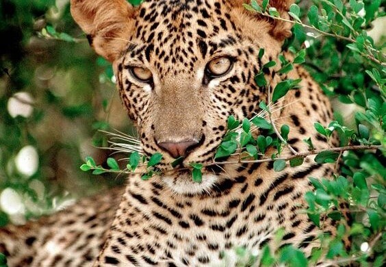 leopard gazing at a distance in Yala, Sri Lanka