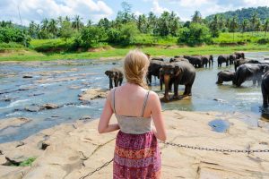 Visitor watching elephants bathe in a tropical river at Pinnawala Elephant Orphanage, Sri Lanka a serene wildlife experience surrounded by lush greenery and natural beauty.