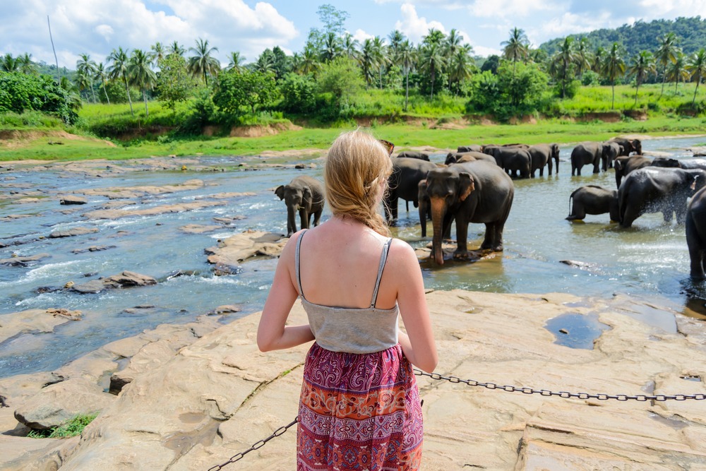 Visitor watching elephants bathe in a tropical river at Pinnawala Elephant Orphanage, Sri Lanka a serene wildlife experience surrounded by lush greenery and natural beauty.