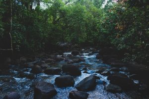 Tranquil forest stream flowing over smooth rocks beneath dense greenery a peaceful glimpse into Sri Lanka’s best hidden waterfalls and untouched nature escapes.