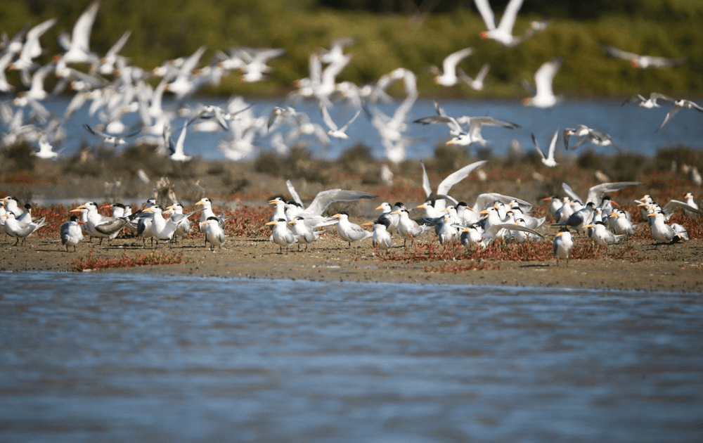 Bird watching in Sri Lanka: A flock of waterbirds in flight at a scenic wetland 

