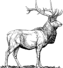 Hand drawn sambar deer