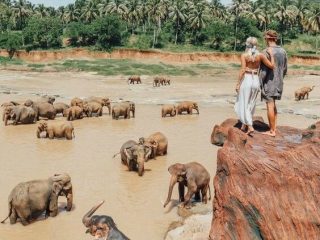 Wild elephants and observers at a tranquil waterhole. Explore Islandwyde’s incredible sri lanka holiday packages experiences.