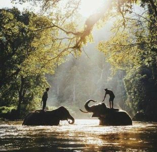 Visitors interact peacefully with elephants in a sunny river. Explore Islandwyde’s Summer Vacation sri lanka holiday packages tours