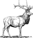 Hand drawn sambar deer