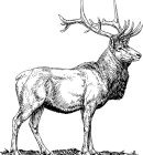 Hand drawn sambar deer