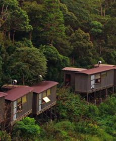 Chalets at Rainforest Eco Lodge Deniyaya bordering Sinharaja Rainforest