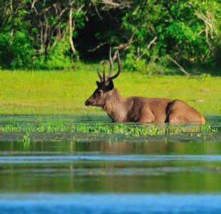 Witness wild deer in tranquil Sri Lankan forests. Experience Islandwyde’s nature-focused sri lanka holiday packages journeys