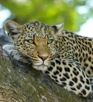 Experience the golden leopard in its natural habitat with Islandwyde Travel Agents in Colombo, Sri Lanka