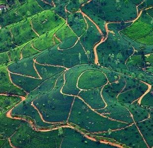 ariel view of a tea plantation in sri lanka with roads twining around the tea grown hills