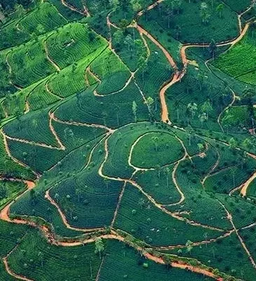 Explore scenic tea fields on a hill station tour with Islandwyde Travel Agents in Colombo, Sri Lanka